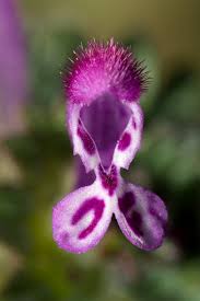 Check spelling or type a new query. Henbit Deadnettle Facts