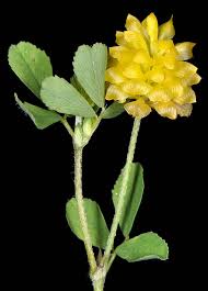 Image result for Trifolium campestre