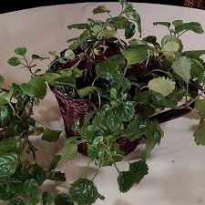 Image result for Plectranthus verticillatus