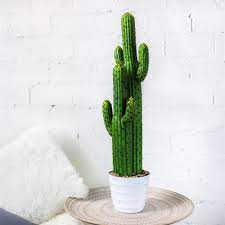 Gila woodpeckers or gilded flickers bore holes into the cactus, as can be seen below. Ncyp Large Modern Artificial Cactus Faux Fake Textured Saguaro Cactus Succulent Desert Plant Modern Simulation Decoration Artificial Dried Flowers Aliexpress