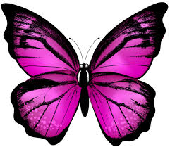 Pink Butterfly Transparent Clip Art Image Butterfly Pictures Butterfly Art Drawing Butterfly Art Painting Pink Butterfly