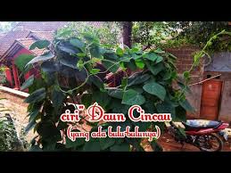 Simak cara membedakan kualitas daun cincau hitam yang berkualitas asli pacitan !!! Kenali Ciri Ciri Daun Cincau Rambat Youtube