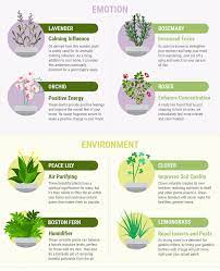 Flowers that mean emotional healing. 12 Healing Houseplants Spirit Of Change Magazine Holistic New England