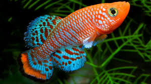 Aquariums 10 Jenis Ikan Hias Air Tawar Kecil Cantik Untuk Aquarium Aquarium Fish Tank Fish Aquarium Fish