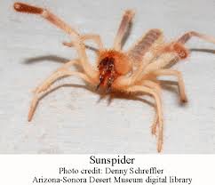 Despite the name, camel spiders are not spiders (and they're obviously not camels!). Vinegaroons And Sun Spiders Arizona Daily Independent