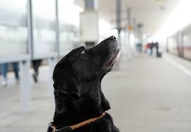 Paws of vaior animai rescue was founded to heip dogs and cats in need in east tennessee. Adopt A Senior Pet Adoption Companion Animals Topics Campaigns Topics Four Paws In The Uk