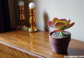 Flapjack paddle plant and pets. Paddle Plant Makes A Beautiful Easy Care Houseplant