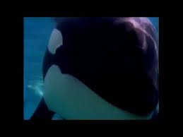 The vancouver aquarium is a public aquarium located in stanley park in vancouver, british columbia, canada. Vancouver Aquarium Orcas 2 Youtube