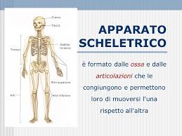 Questa struttura ossea protegge i polmoni, il cuore e alcuni organi dell'apparato digerente Apparato Scheletrico E Formato Dalle Ossa E Dalle Articolazioni Che Le Congiungono E Permettono Loro Di Muoversi L Una Rispetto All Altra Ppt Video Online Scaricare