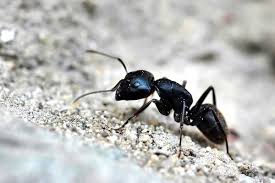 Cendre De Bois Les 25 Meilleures Utilisations Que Personne Ne Connait Fourmis Charpentieres Fourmis Comment Eliminer Les Fourmis