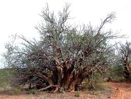 Image result for Sesamothamnus lugardii