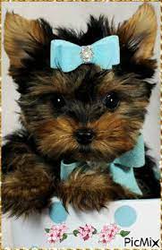 Deutschland sucht den superstar produktionsland: Dsdsdd Picmix