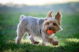 Follow our nation's relationship with staffordshire bull terriers from the 1920s to the current day in our film. Australian Silky Terrier