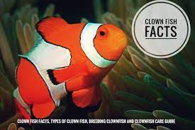 Clown Fish Facts Types Of Clown Fish Breeding Clownfish And Clownfish Care Guide Clown Fish Colorful Fish Animal Facts
