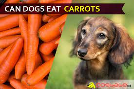 Carrots in their raw form can help dogs maintain strong teeth because of the amount of chewing it carrots contain cells that are surrounded by cellulose, which dogs can't easily metabolize, so pet. Can Dogs Eat Carrots Do Not Feed Unless You Read This