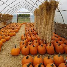 Check spelling or type a new query. Lendt 8217 S Pumpkin Patch Minnesota Grown