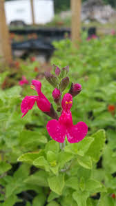 Image result for Sebaea microphylla