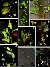 Image result for Erythroxylaceae