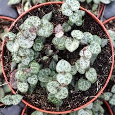 Image result for Ceropegia filifolia