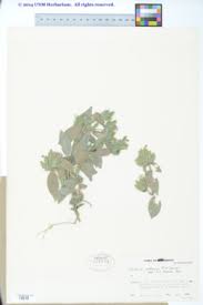 Image result for Justicia lithospermoides