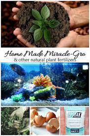 Home Made Miracle Grow Make Your Own Homemade Plant Foods Natural Plant Fertilizer Fertilizer For Plants Homemade Plant Food