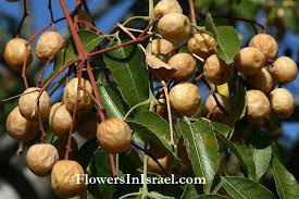 Image result for Melia azedarach