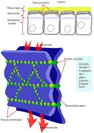 Most of the cells size range between 1 and 100 micrometers and are visible only with the the lack of a rigid cell wall allowed animals to develop a greater diversity of cell types, tissues, and organs. Tight Junctions Definition Function Structure Quiz Biology