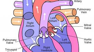 The iso 4217 code of the currency is chf, which. Congestive Heart Failure Chf In Dogs And Cats