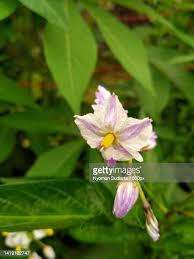 Image result for Thunbergia graminifolia