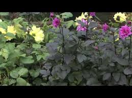We have highlighted some effects of phosphorus on plants: Gardening Tips What Does Phosphorus Do For Plants Youtube