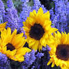 A broad selection of wedding flowers and arrangements. 1