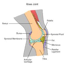 Note these are not all the muscles of the leg. Anatomy Of A Joint Children S Wisconsin