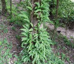 Image result for Vandenboschia gigantea