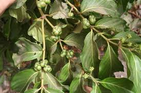 Image result for Morinda lucida