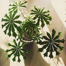 Manihot Grahamii Plante Verte Decoration Plante Plantes De Decor De Maison