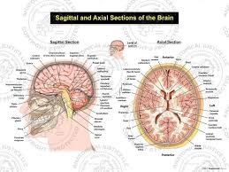More images for sagittal cross section of brain » Sagittal And Axial Sections Of The Brain