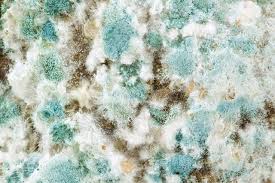 A form into which is poured or injected some liquid, for example molten plastic, which then hardens into the after 5 shots of booze, sally was ready to mold with anything that had a penis. Is Your Mattress At Risk For Mold The Sleep Judge