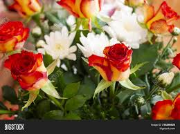 Use them in commercial designs under lifetime, perpetual & worldwide rights. Beautiful Rose Flower Image Photo Free Trial Bigstock