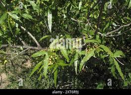 Image result for Searsia leptodictya