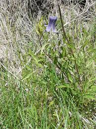 Image result for Clematis hirsuta