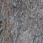 Image result for Marquesia macroura