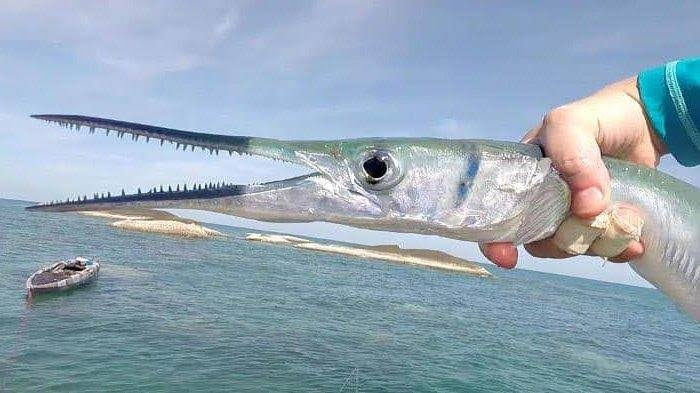 Penampakan ikan cendro 