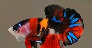 Bettafish Aquarium Fish Fishtank Tropicalfish Freshwater Bonsai Aquariumfreshwater Aquariumfish Tank Aust Betta Fish Pet Fish Tropical Fish Aquarium