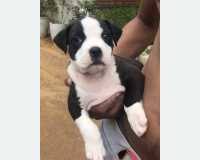 He is blue in colour, well built & perfect specimen of the blood line. Pets Pitbull Puppies In Negombo Saleme Lk