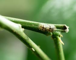 It ranges from the very mild to the insanely wild. Solving Citrus Problems Yates Gardening