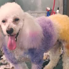 Profile for Angela's Groom and Board