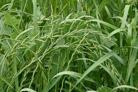 Image result for Lolium multiflorum