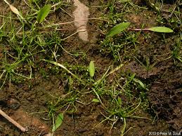 Image result for Limosella