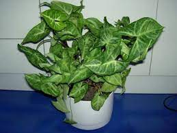 نباتات الزينة بالصور أولا نباتات الظل Vegetables Spinach