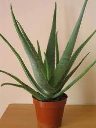 In the world of succulents, aloe is one of the faster growing species, though that is people often make the mistake of treating all succulents like cactus, which isn't a good idea for the how to make aloe grow faster. My Aloe Vera Plant Is Producing Baby Plants But The Mother Plant Is Not Growing Any New Leaves Is There Any Problem With The Plant Quora